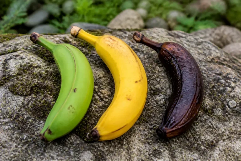 Trois bananes mûrissant sur pierre, différentes phases influençant l'index glycémique de la banane