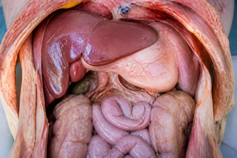 Vue interne détaillée des organes du ventre, incluant foie, estomac et intestins humains